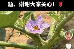 埃利奥特本场数据：1粒进球7次关键传球，获评全场最高9.0分